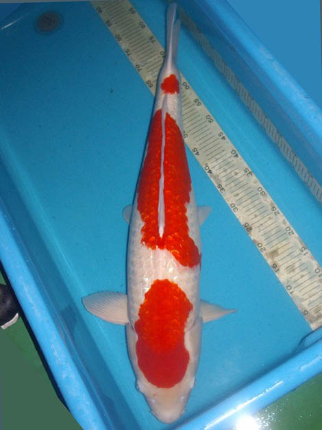 やまこし鯉ファーム－やまこし錦鯉生産組合－錦鯉の品種のご紹介